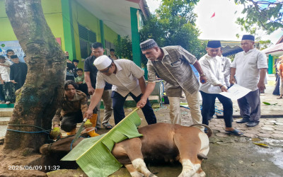 MTSN AMBON QURBAN 3 EKOR SAPI DARI TIM 7 GURU BERSAMA ORANG TUA